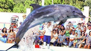 Delfinii chinezi se pregatesc de vacanta! Au facut show-uri pentru o suta de mii de oameni