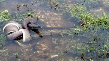 Moment INCREDIBIL! Un piton urias a INGHITIT un crocodil dupa ce s-a chinuit 5 ore sa-l omoare!