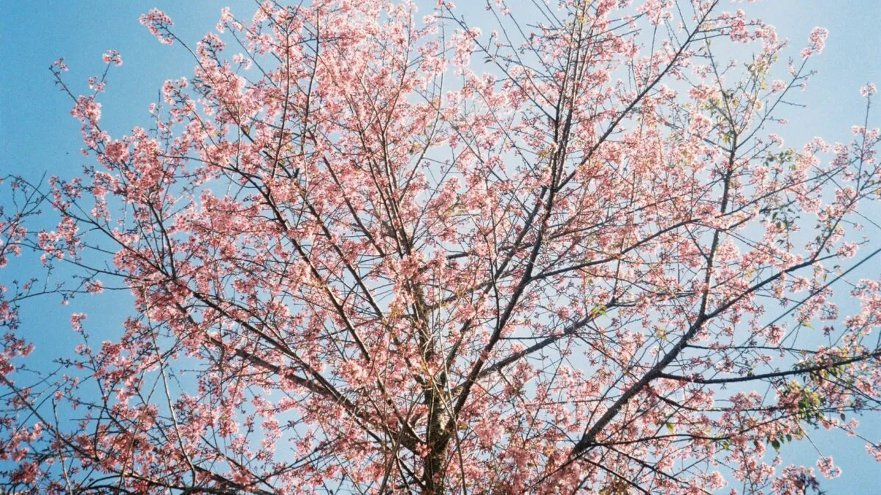 Prognoza meteo azi, 13 martie 2026. Primăvara se încălzește brusc în vestul României: temperaturile urcă până la 18 grade în Banat și Crișana