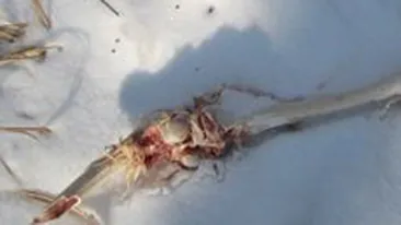 INCREDIBIL! L-a mâncat de VIU! Vezi cum s-a zbătut pentru viaţa lui, însă nu a reuşit să scape! IMAGINI ŞOCANTE