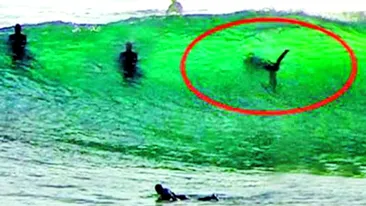 Au facut surf langa un rechin urias