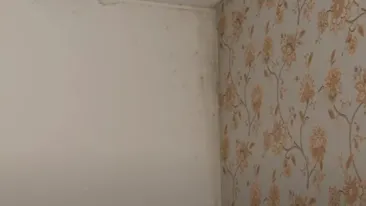 Cum să scapi de mucegaiul din casă fără să folosești produse scumpe. Alternativa pentru cei care au copii și animale de companie