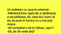 BANC | Un ardelean duce vaca la veterinar
