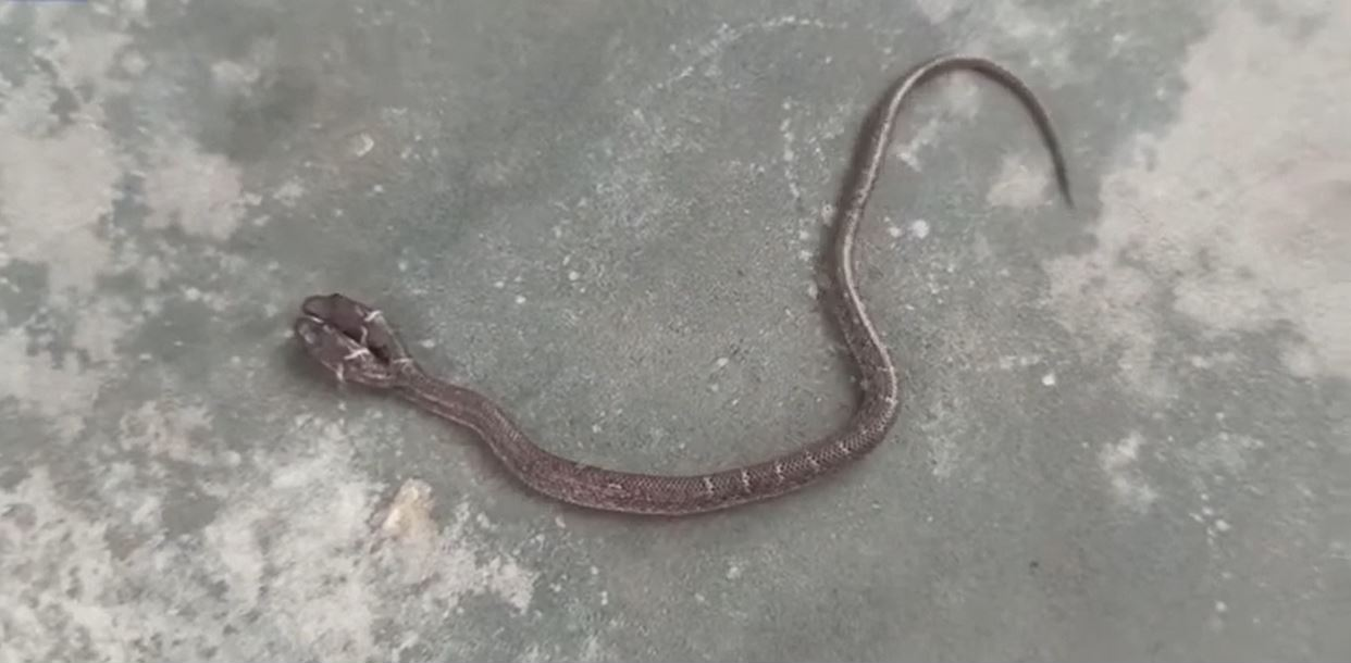 Nu e trucaj! Filmare inedită cu șarpele cu 2 capete. Specie foarte rară de reptilă a fost descoperită în India, iar unii oameni cred că prevestește ceva rău | VIDEO