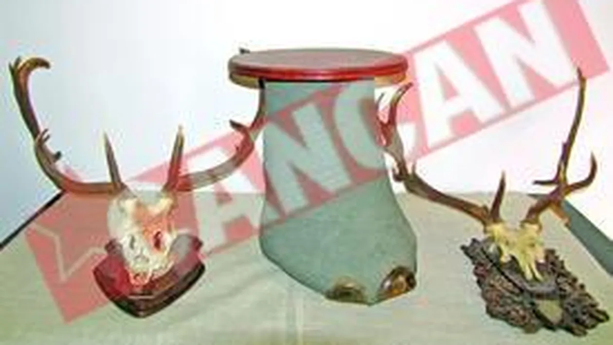 Ceausescu are un picior de elefant la Muzeul Satu Mare