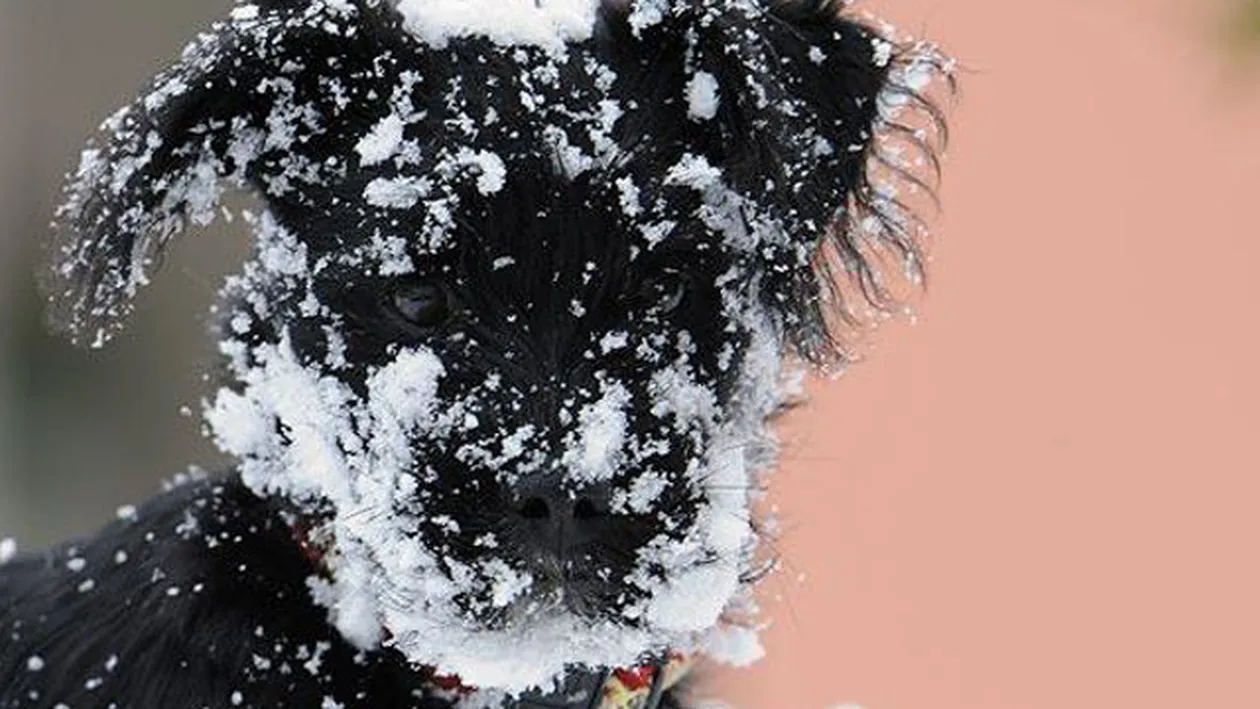 Tu mori de frig iarna, iar ei zburda in zapada? De ce nu le ingheata cainilor labutele