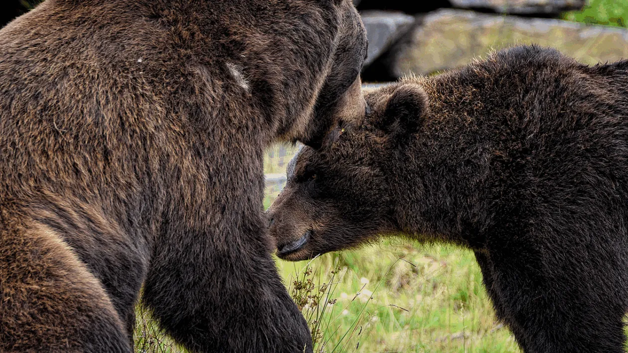 Ce se întâmplă cu puii ursoaicei care a ucis un italian pe Transfăgărășan. MMAP, anunț de ULTIMĂ ORĂ!