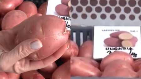 Nu e banc! Cât costă un kilogram de cartofi noi în martie 2026