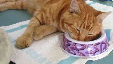 FOTO El este cel mai lenes motan din lume!