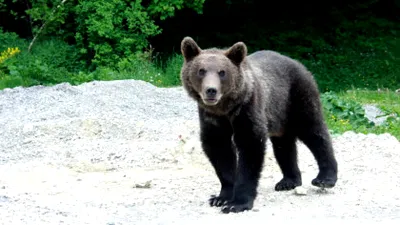 Urșii au reapărut în localități din Harghita. Mai multe mesaje RO-ALERT, emise în ultimele zile