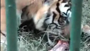 VIDEO SOCANT! Un tigru mananca bratul unui om pe care tocmai la smuls din umar