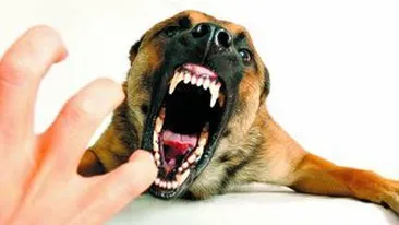 Teroristii au umplut cu explozibil intestinele unor caini-capcana