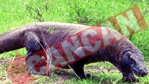 S-au luptat cu dragonul