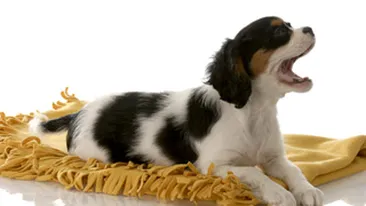 VIDEO Oficialii unui mic orasel din SUA vor sa le interzica cainilor sa latre!