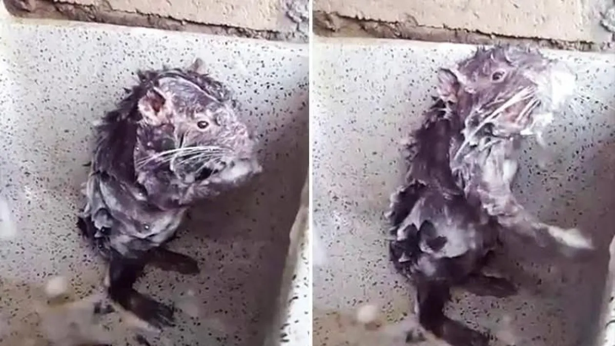 Adevărul şocant din spatele imaginilor virale cu şoarecele care se spală ca un om! Povestea tristă pe care o ascunde videoclipul