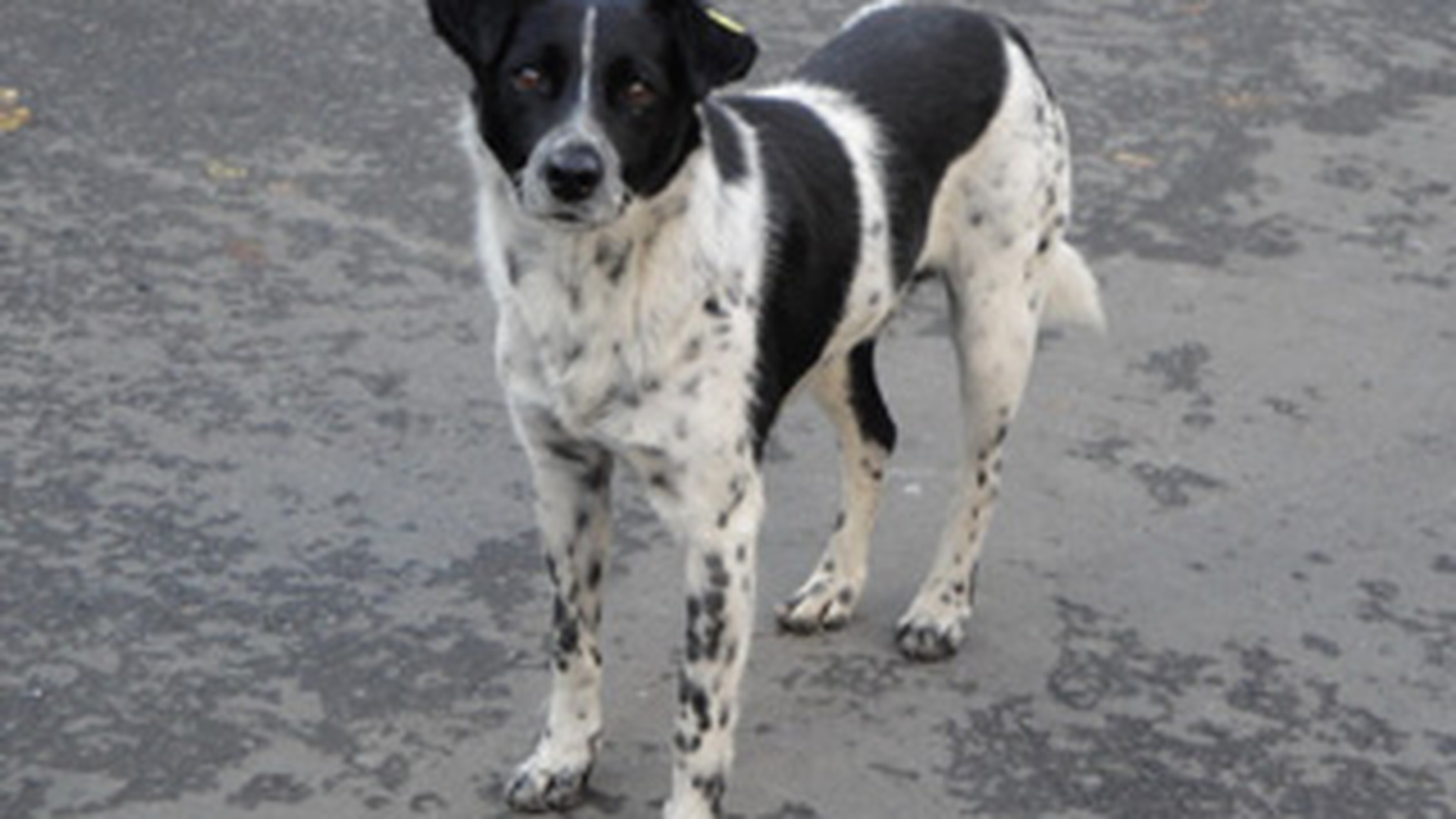 Un copil de sase ani a fost omorat de caini! Comunitarii s-au transformat in animale salbatice!