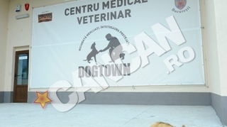 Ziua Portilor Deschise la Centrul de protectie a cainilor fara stapan Dogtown