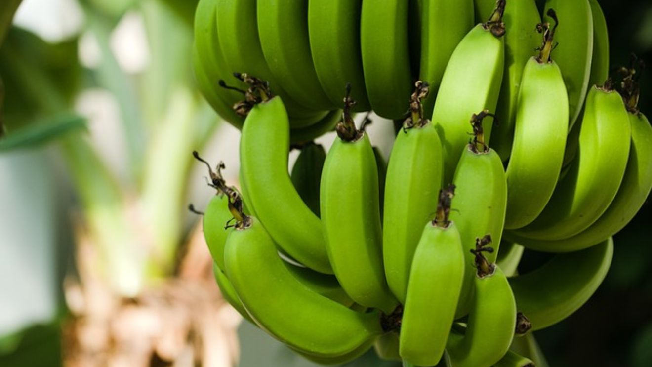 Cum a ajuns nea Nelu să cultive bananieri în spatele casei. Românul vrea să dea lovitura cu sera tropicală