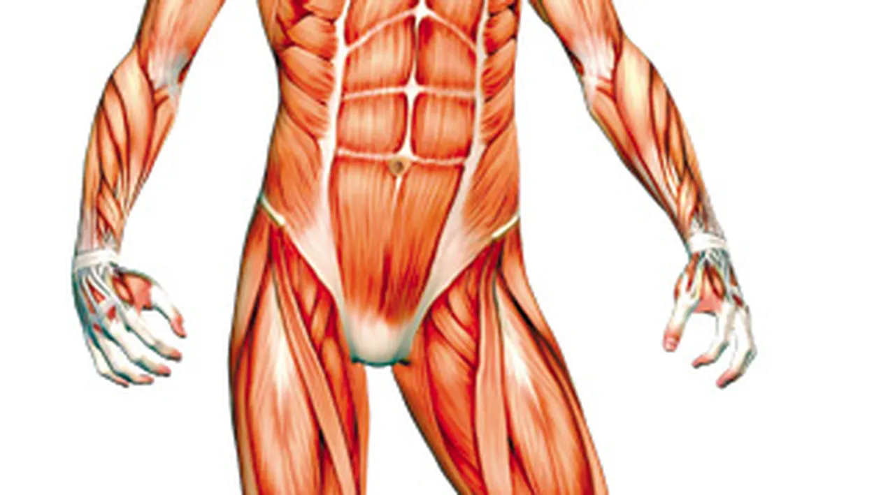 Curiozitati despre corpul uman