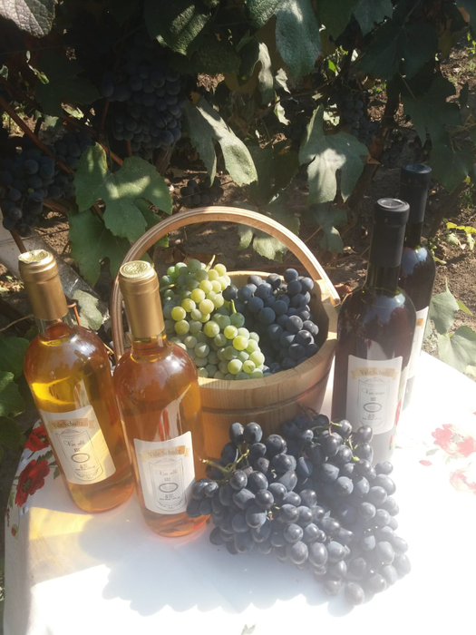 Viticultorii din zona Băileștiului sunt mulțumiți de recoltă