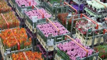 Transporturile de seminte si flori din Olanda, blocate in vami din cauza unei suspiciuni de bacterii
