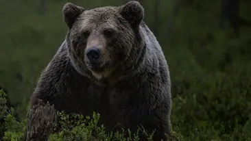 ALERTĂ: un urs dă târcoale lângă Ploieşti. Sfatul urgent al autorităților: „Păstraţi distanţa şi nu încercaţi să vă fotografiaţi”