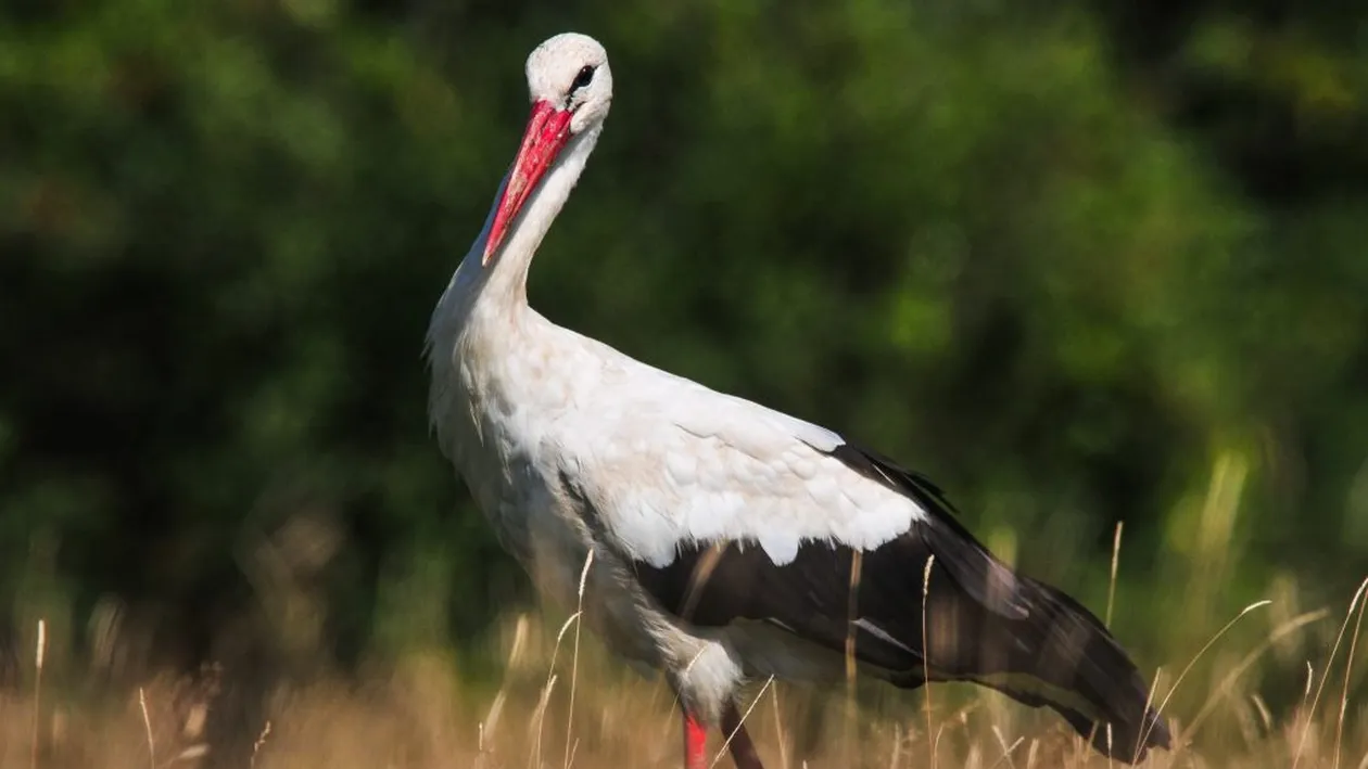 O barză a pus în stare de alertă autoritățile din Codlea: ”Speram ca seara, dacă vine barza, să se lase prinsă!”