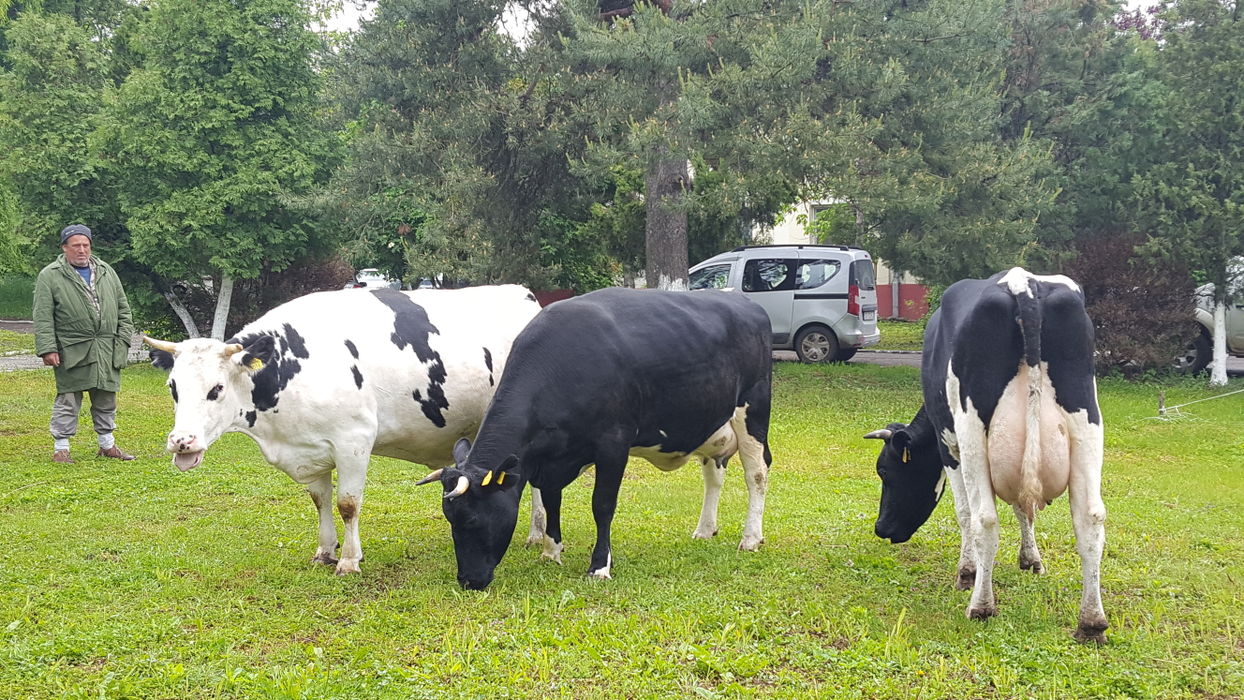 Vacile crescute la Șimnic dau cantități impresionante de lapte