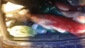 (VIDEO) Braconieri prinși în Argeș cu zeci de kilograme de pește în mașină