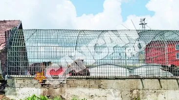 Doua animale au stat timp de zece ani intr-o cusca de 40 de metri patrati. Ursi captivi in curtea unei fabrici de paine