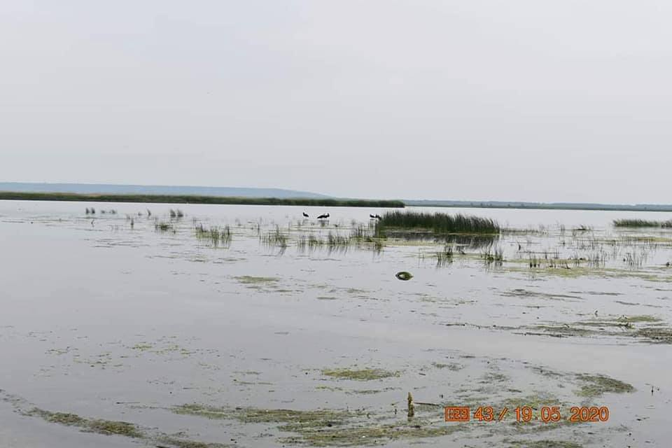 Berzele negre și-au făcut apariția pe lacul Bistreț din Dolj