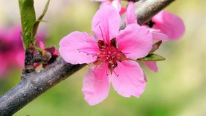 Când e momentul corect să tai pomii din grădină. Greșeala care poate distruge producția de fructe