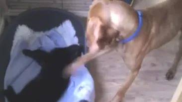 Tu cum reactionezi daca nu mai ai unde sa dormi? Razboiul caini-pisici dus la nivelul Batalia pe pat!