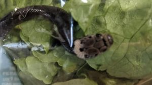 Au găsit un șarpe veninos în punga cu salata luată de la supermarket!