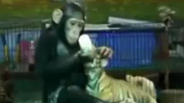 Asta da dragoste de mama! Uite cum hraneste un cimpanzeu un pui de tigru cu biberonul!