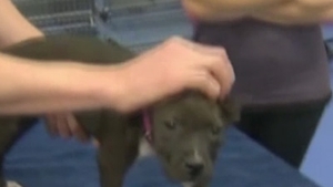 O perfuzie cu vodcă i-a salvat viaţa unei căţeluşe din Australia! A ajuns la veterinar în stare gravă!