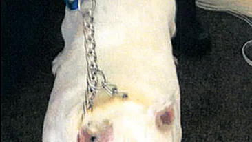 Le-au luat cainele pentru ca il hraneau prea mult