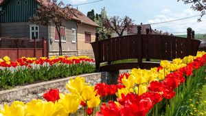 Localitatea din țara noastră care seamănă izbitor cu Olanda. Foarte puțini români au auzit de ea