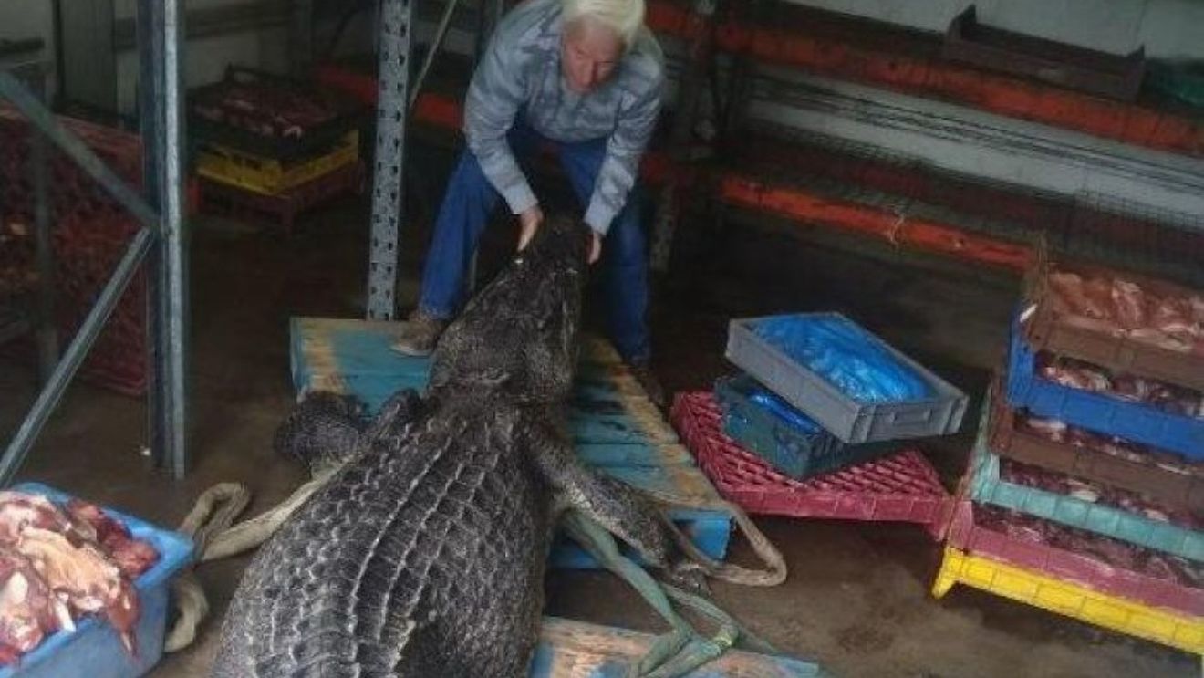 O placă metalică ortopedică, descoperită în stomacul unui crocodil mort