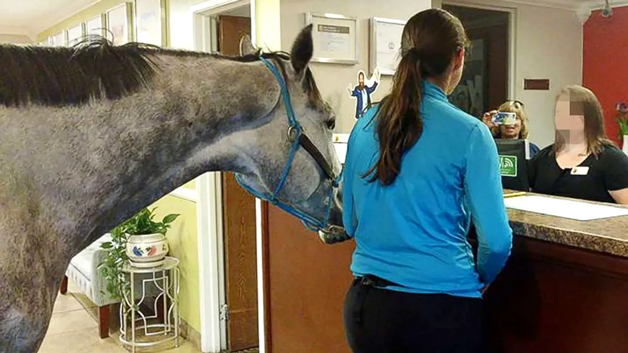 A venit la hotel alături de calul său şi a cerut o cameră dublă, iar motivul a fost unul incredibil. Ce le-a spus femeia celor de la recepţie a ajuns să fie viral