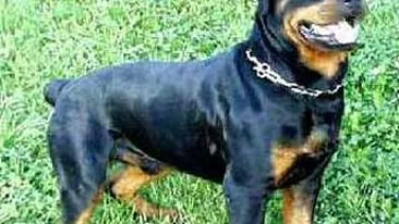 A omorat din greseala doi caini dupa ce i-a tarat 2 km cu masina