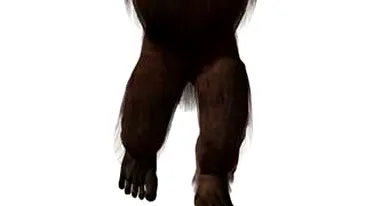 L-au vazut pe Bigfoot intr-un copac