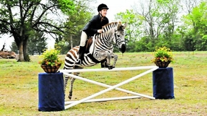 Zack, zebra care sare garduri in rand cu caii