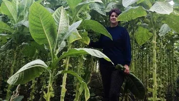 E producţie-record de tutun în Dolj: O olteancă a obținut 2000 de kilograme la hectar. Plantele depășesc lejer trei metri în înălțime