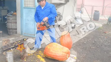 Dovleac urias in Bacau! Dolofanul cintareste 50 de kilograme si are un frate mai mic, de 38 de kilograme! Ca sa-l taie, proprietarul a folosit o drujba