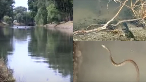 Panică în Timișoara. A fost surprinsă o invazie de șerpi pe malul râului Bega