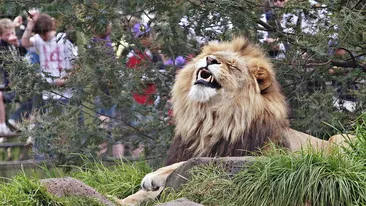 Vizitatorii, negri de furie! Ce au descoperit in cusca unui leu de la gradina zoologica