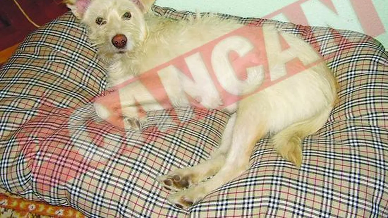 Ai acasa un catel batran?