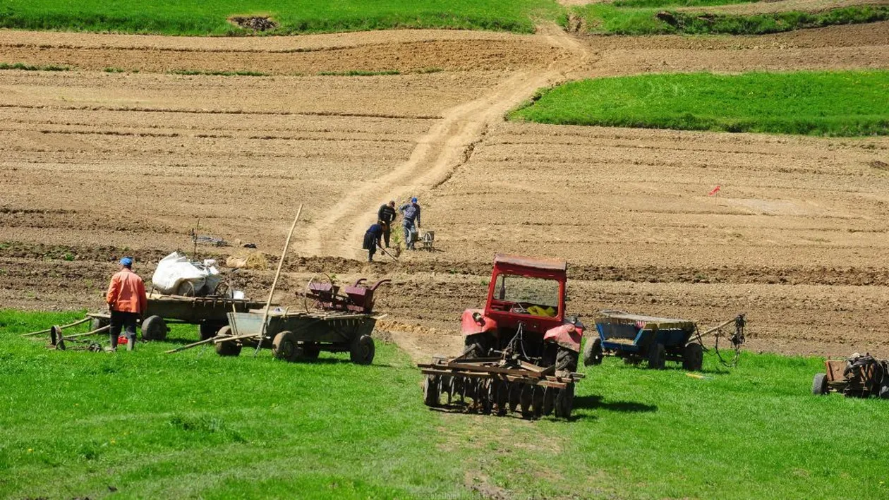 Guvernul crește subvenția la legume de la 1000 la 3000 de euro pe hectar