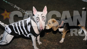 Petrecere de groaza pentru catei, de Halloween! Uite cum s-au distrat la un hotel de lux animalele costumate!